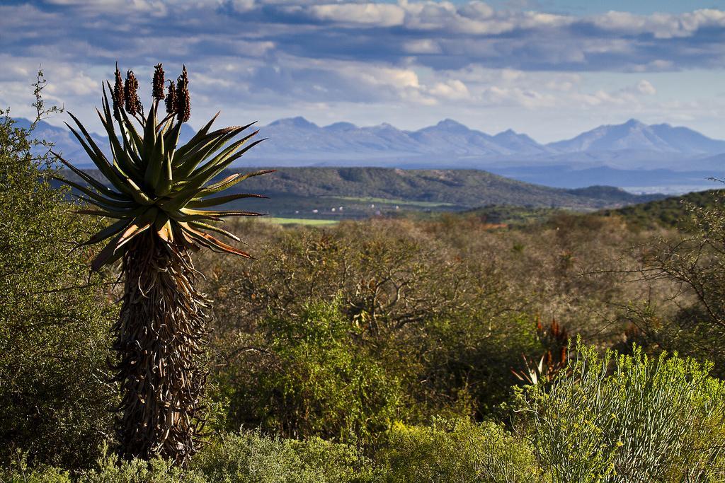 Buffelsdrift Game Lodge Oudtshoorn Exterior photo